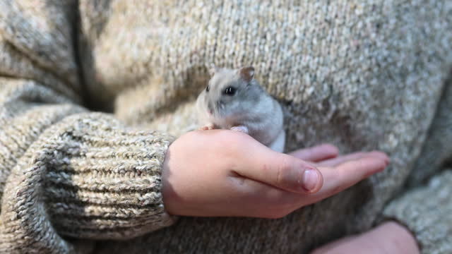 Gray Hamster in hands of a child.