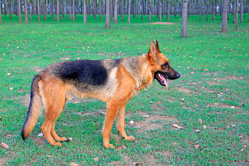 German Shepherd dog portrait in sunny day. This file is cleaned and retouched.