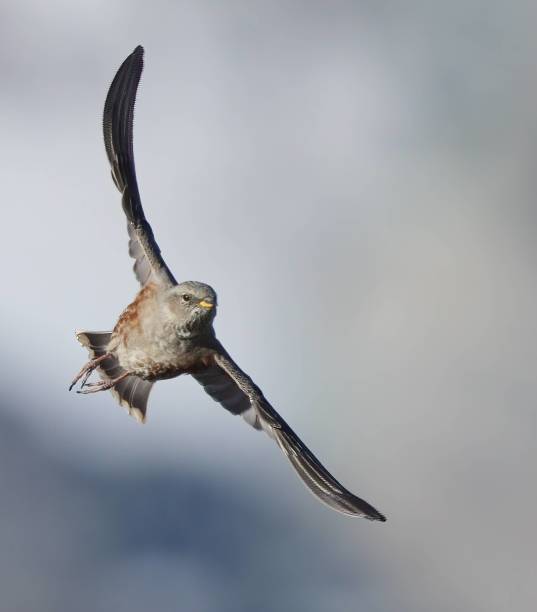 istock Alpine Elegance: The Approach of a flying Alpine Accentor 1919323412
