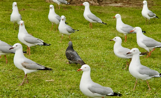 A black pigeon is surrounded by a bunch of white seagulls on a lawn