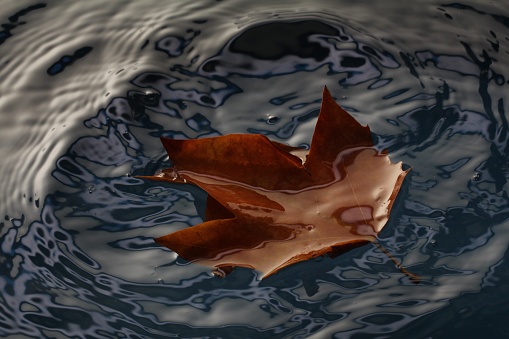 bright maple leaves in a puddle. Beautiful autumn atmosphere image. vivid autumn maple leaves on water backdrop. fall season background concept. shallow depth. close up. soft selective focus