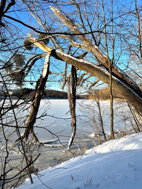 istock Frosty Snowy Morning 1919332609