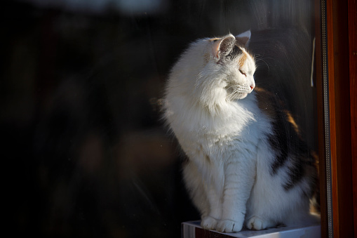 Domestic Cat Sitting Behind a Window and Looking Out.