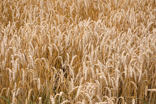 Gold fields of wheat at the end of summer fully ripe. Background of ripening ears of meadow wheat field. Field landscape. Harvest and food concept. The concept of the Ukrainian harvest