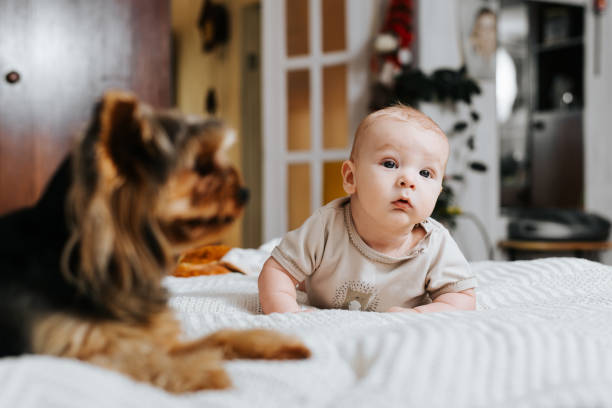 Funny Caucasian baby lying on the bed with a small dog. Newborn and pet in the bedroom Funny Caucasian baby lying on the bed with a small dog. Newborn and pet in the bedroom. newborn yorkie puppies stock pictures, royalty-free photos & images