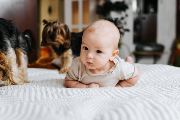 Caucasian cute little baby lying on the bed with dogs. Child and pets in the bedroom Caucasian cute little baby lying on the bed with dogs. Child and pets in the bedroom. newborn yorkie puppies stock pictures, royalty-free photos & images