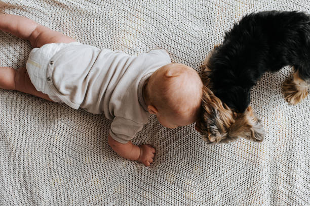 Top view baby and pet together on the bed. Newborn lying in the bedroom with a dog Top view baby and pet together on the bed. Newborn lying in the bedroom with a dog. newborn yorkie puppies stock pictures, royalty-free photos & images