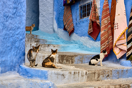 Group of cats on steps in blue city, Chefchaouen, Morocco, Africa.