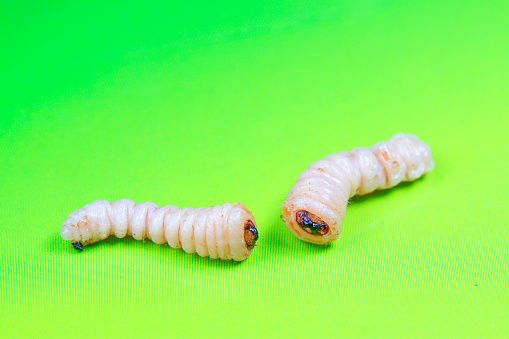 Monochamus alternatus larvae, closeup of photo