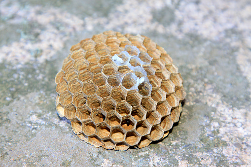 Honeycomb in the wild