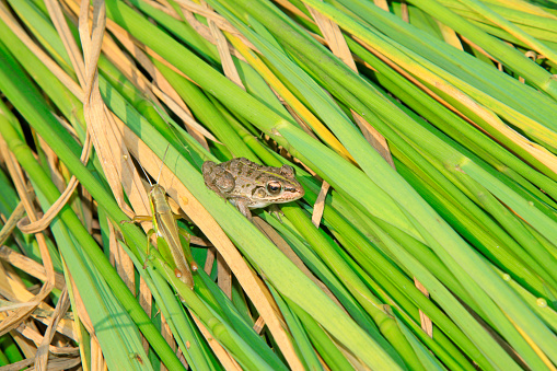 frog and grasshopper on plant in the wild