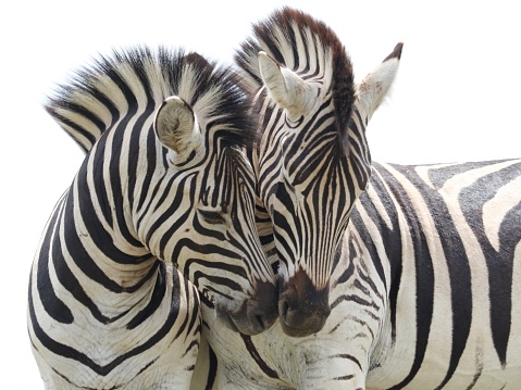 Zebras have large, round eyes on the sides of their heads, providing them with a wide field of view to detect predators. Their excellent eyesight helps them stay alert in their natural habitats.