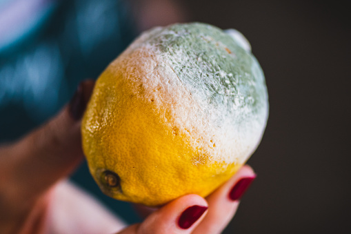 Girl holding a ripe and moldy yellow lemon, close up