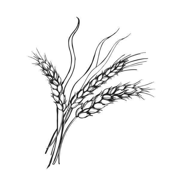 vektorillustration von weizenähren, handgezeichnete drei zweige von weizen, landwirtschaftsthema, schwarz-weiß-skizze des erntethemas isoliert auf weißem hintergrund - corn stubble illustrations stock-grafiken, -clipart, -cartoons und -symbole