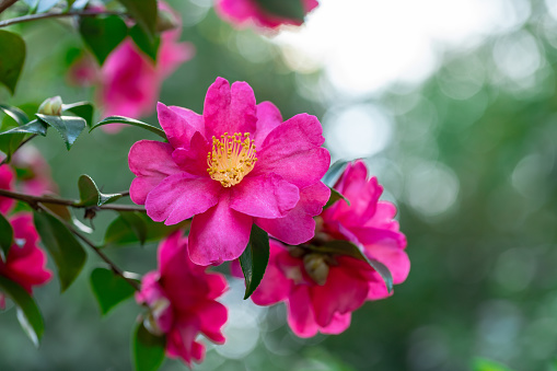 Camellia Sasanqua Flowers