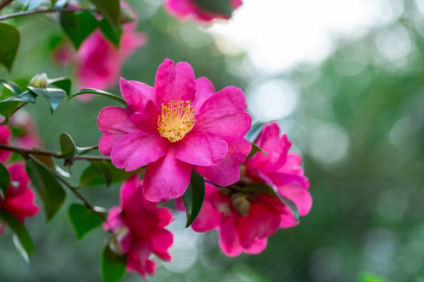 Camellia Sasanqua Flowers stock photo