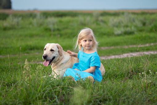 A little 3 year old blonde girl sits on the grass with a large Labrador Retriever dog. Summer sunny day