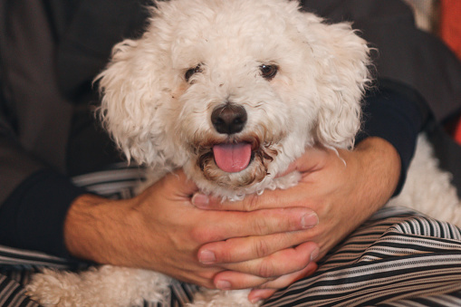 Bichon Frise holding by dad