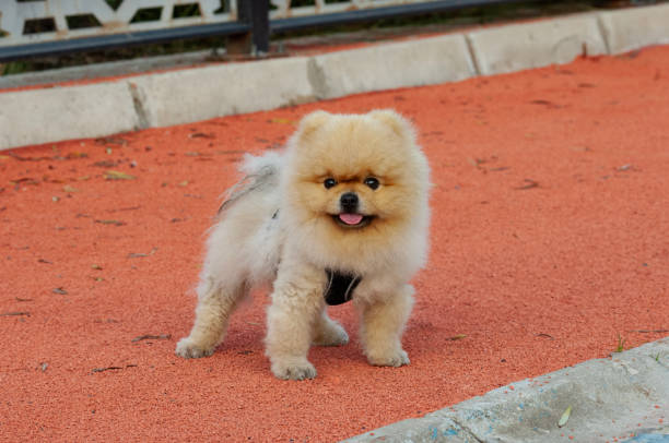 SMALL DOG - foto de stock