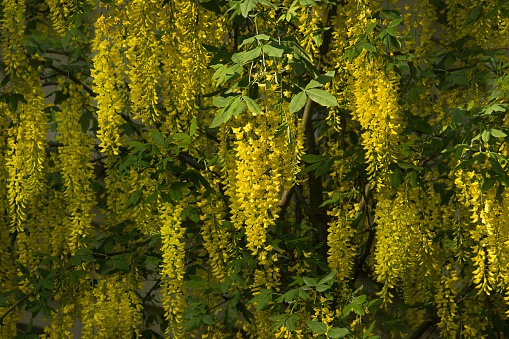 spring background of yellow labrum brushes close-up. Yellow labrum flowers on a tree.