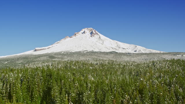 AERIAL View of the snow covered Mt. Hood from a snowy forest on its slopes