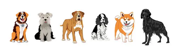 Vector illustration of A set of dogs of different breeds. Vector illustration on a white background of a Setter, spaniel, terrier, mastiff, shiba inu, akita.