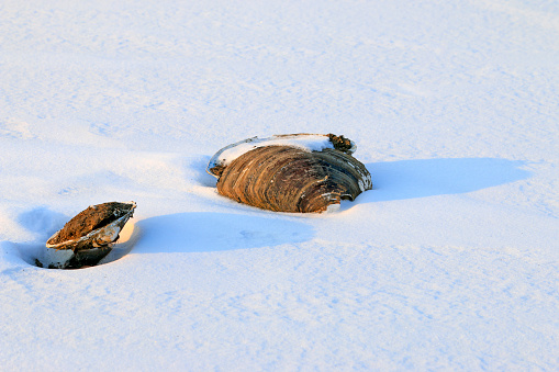 Shells in the snow
