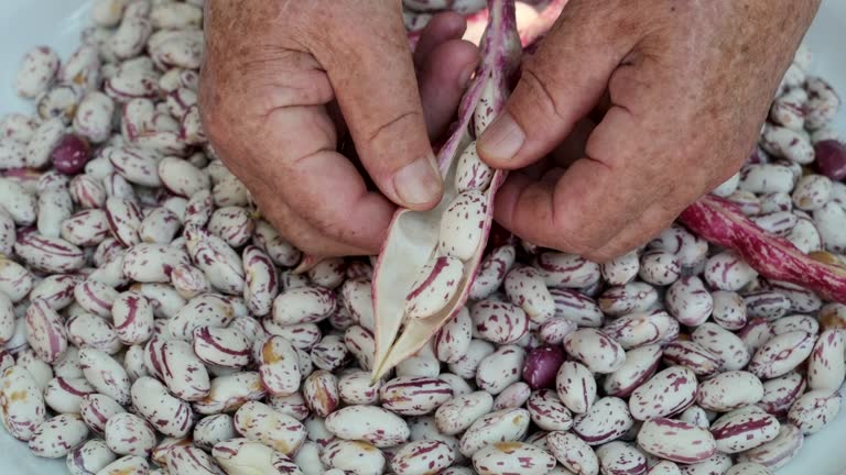 Mature woman sorting red cranberry beans. Crimson beans legumes food.