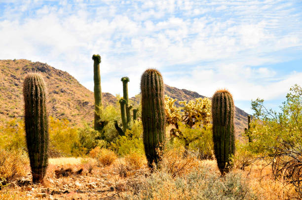 istock Young Saguaro Cactus Sonora desert Arizona 1919478698