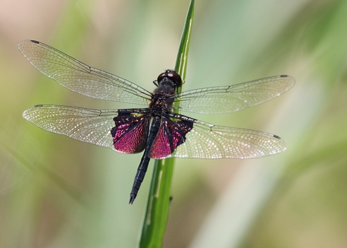 A broad winged  Damselfly at rest on a wild flower. The latin name for Damselflies is Zygoptera. \n Lots of copy space. Taken in Northampton UK.