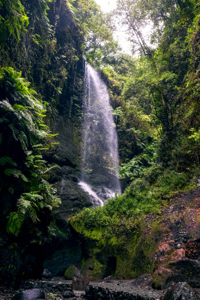 istock Los Tilos forest waterfall, La Palma 1919484999