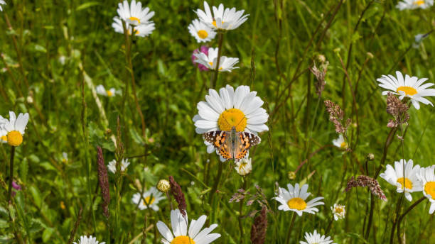istock A flower meadow with a butterfly 1919486173