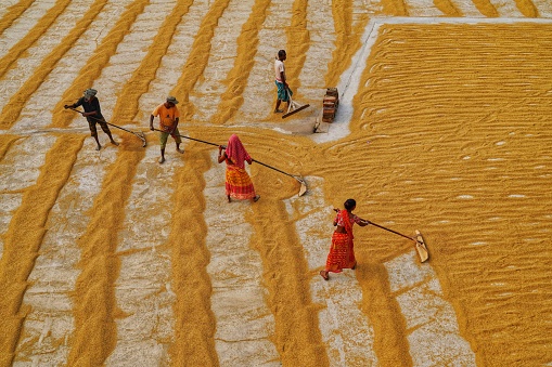 People are working on a rice mill ground at Habra, India to dry the golden paddy.