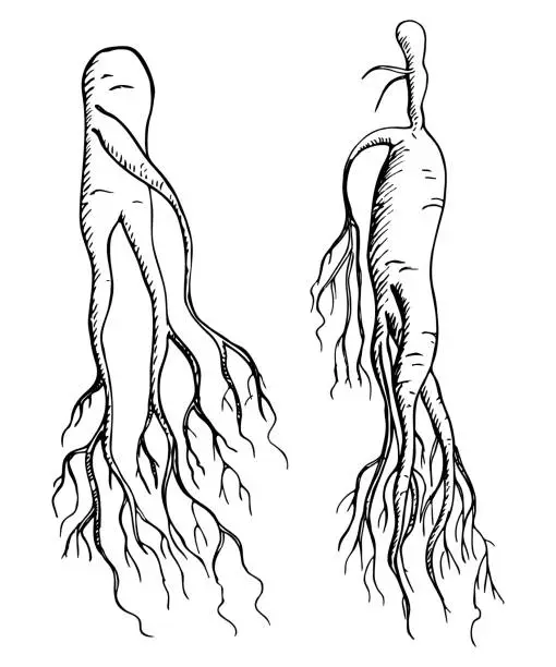 Vector illustration of Wild ginseng root medicinal plant hand drawn engraved sketch vector illustration.Botanical East herb Ingredient for food, tea alternative, medicine for logo, print, paper, card, template, flyer, label
