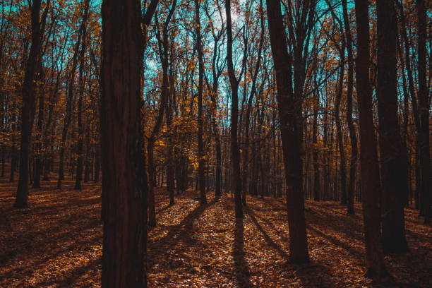 istock Fall autumn in the colorful forest, leafs on the ground, half empty trees 1919500801