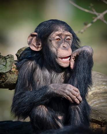 A young chimpanzee sitting in a relaxed pose while looking aside