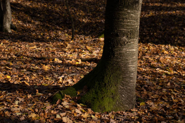 Fall autumn in the colorful forest, leafs on the ground, half empty trees, beautiful nature