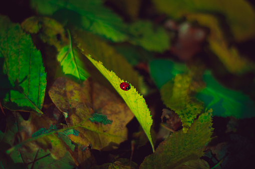 Ladybug on a colorful leaf, autumn, forest beautiful nature