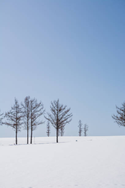 istock Larches standing on a hill on a sunny winter day 1919510309