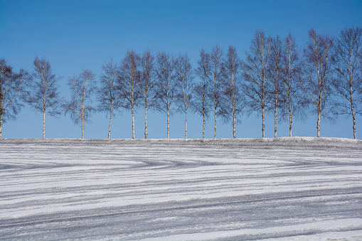 Snow fields sprinkled with snow-melting agent and birch trees
