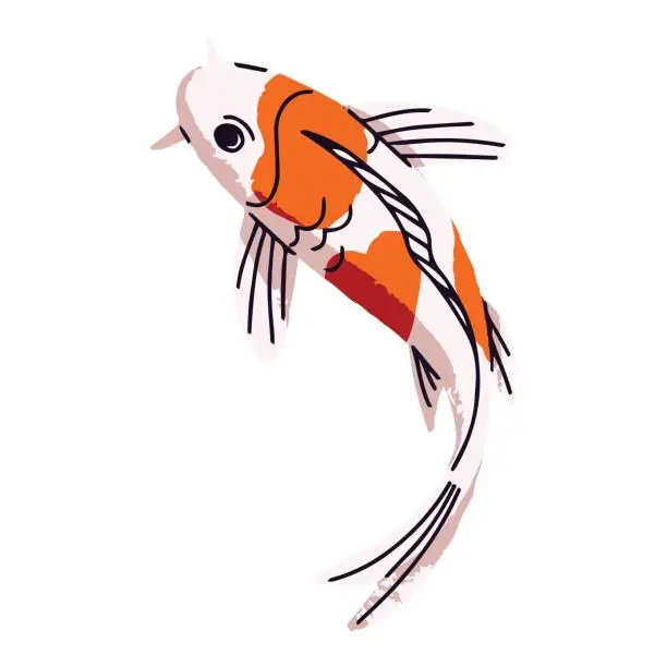 Vector illustration of Decorative Japanese carp top view. Koi with orange spots on scales. Cute colorful Asian fish floating in water. Oriental ornamental pond animal. Flat isolated vector illustration on white background