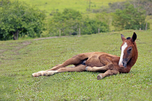 baby horse lying on green pasture