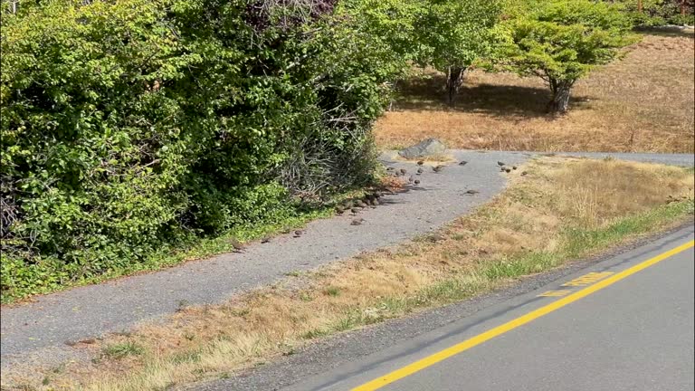 Quail family out for a walk