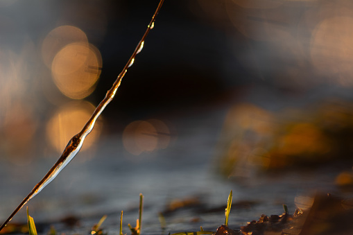 Icicles on the stems of plants on the shore of the lake at sunrise