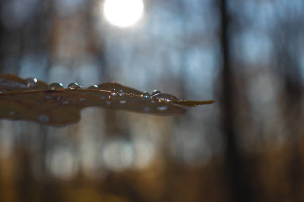 Brown leaf with drops of water on, beautiful nature, dark light, autumn fall