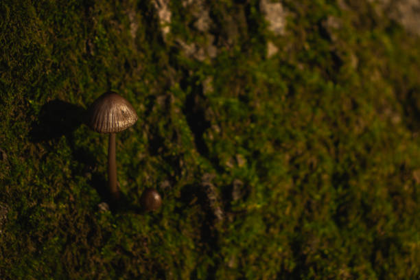 Mushrooms, small and tiny, autumn fall day, leaves, moss, season