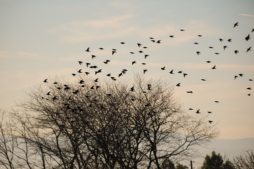 Migratory Birds in the Kızılırmak Delta