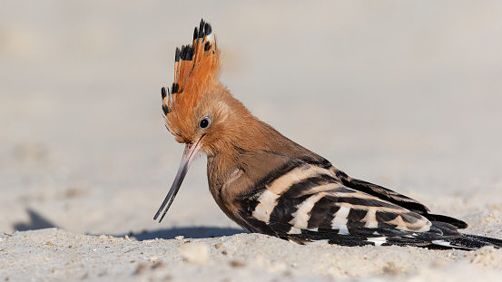 Daytime side view close-up of a cute single Eurasian Hoopoe (Upupa Epops) sitting in fine white beach sand bending its head down towards the sand, the typical crest is straight up and clearly visible
