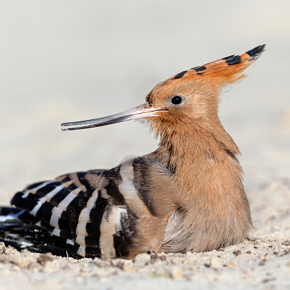 Daytime side view close-up of a cute single Eurasian Hoopoe (Upupa Epops) lying down in fine white beach sand, bending its head towards the tail, the typical crest is flat but clearly visible