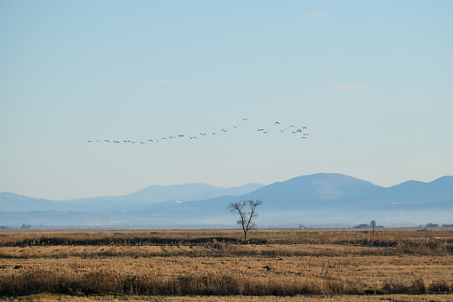 Migratory Birds in the Kızılırmak Delta
